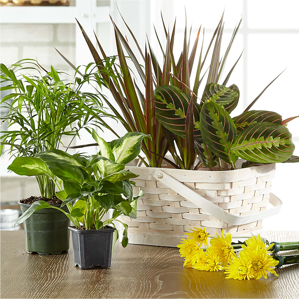 Florist Designed Blooming and Green Plants in a Basket – Woodbury Flowers, Woodbury GA