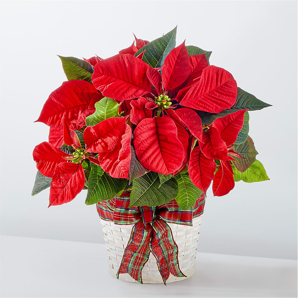 Happiest Holidays Poinsettia – Woodbury Flowers, Woodbury GA