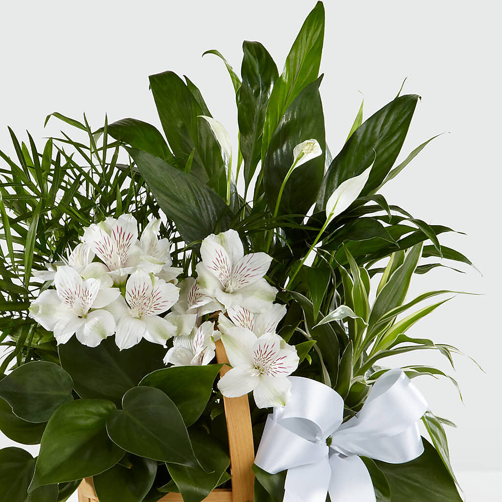 Peace & Serenity Dishgarden – Woodbury Flowers, Woodbury GA