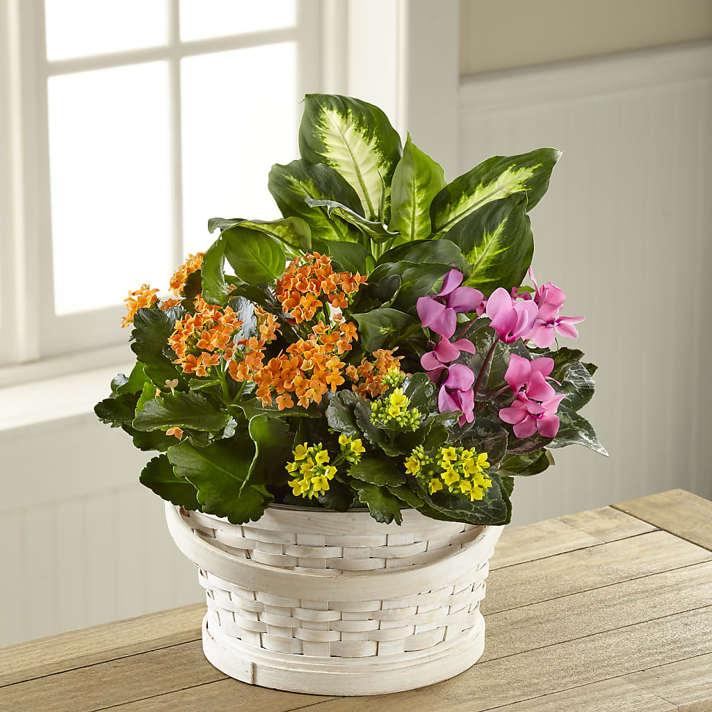 Color Crush Dishgarden – Woodbury Flowers, Woodbury GA