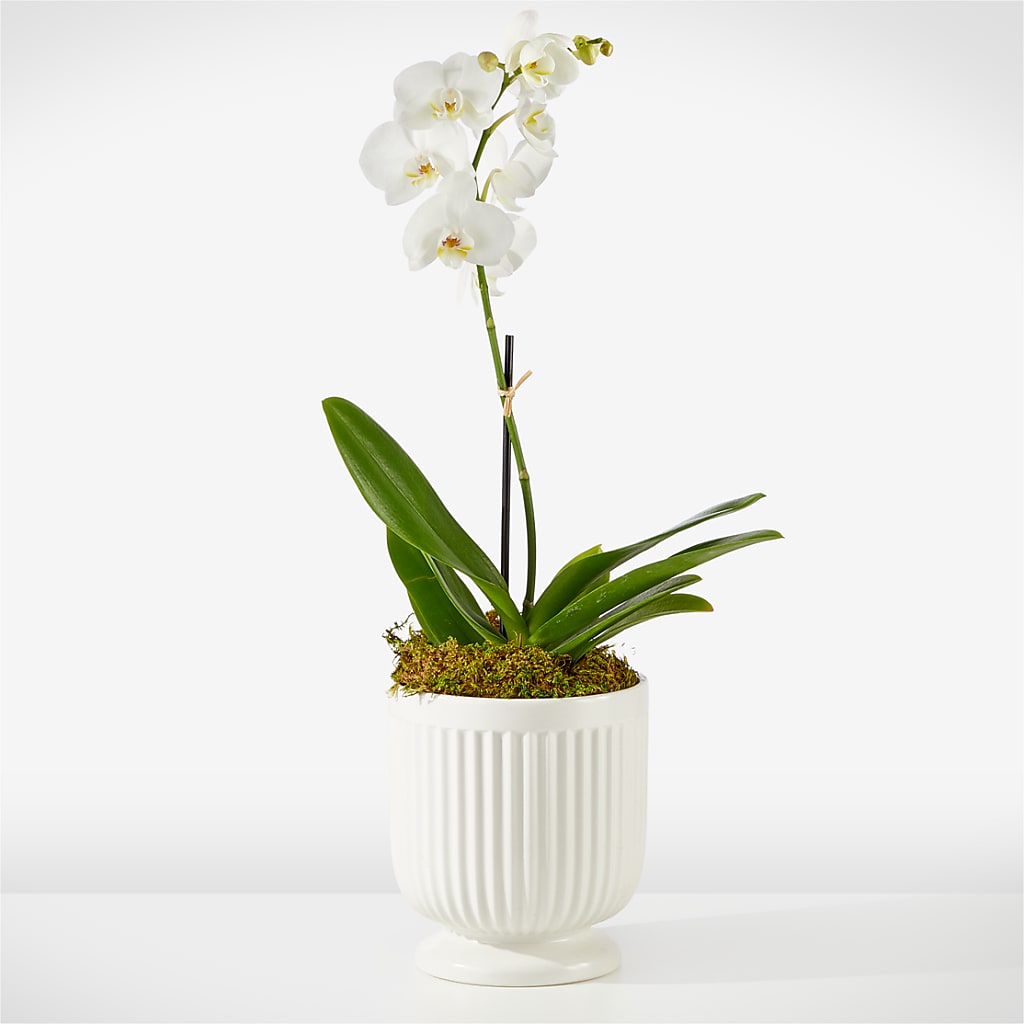 Whispering White Orchid – Woodbury Flowers, Woodbury GA