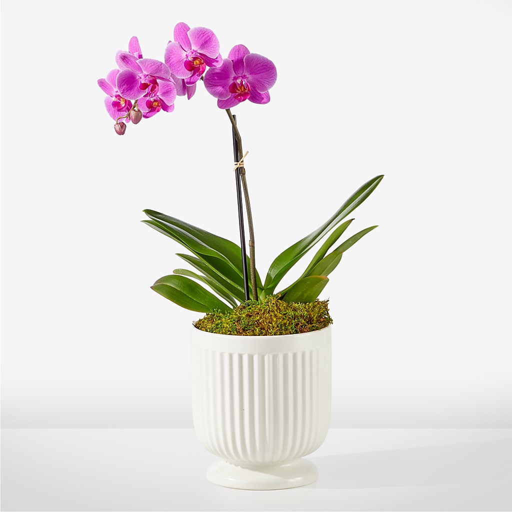 Friendly Fuchsia Orchid – Woodbury Flowers, Woodbury GA