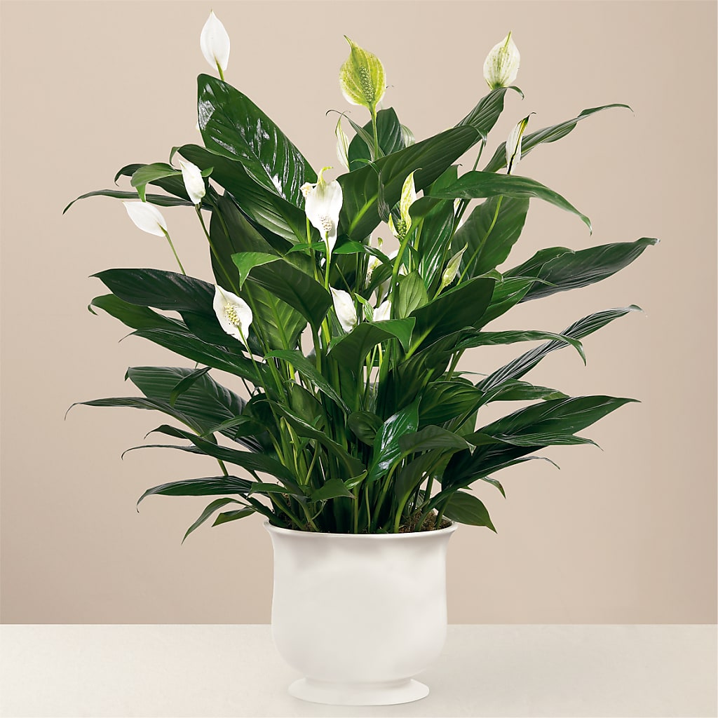 Comfort Planter – Woodbury Flowers, Woodbury GA
