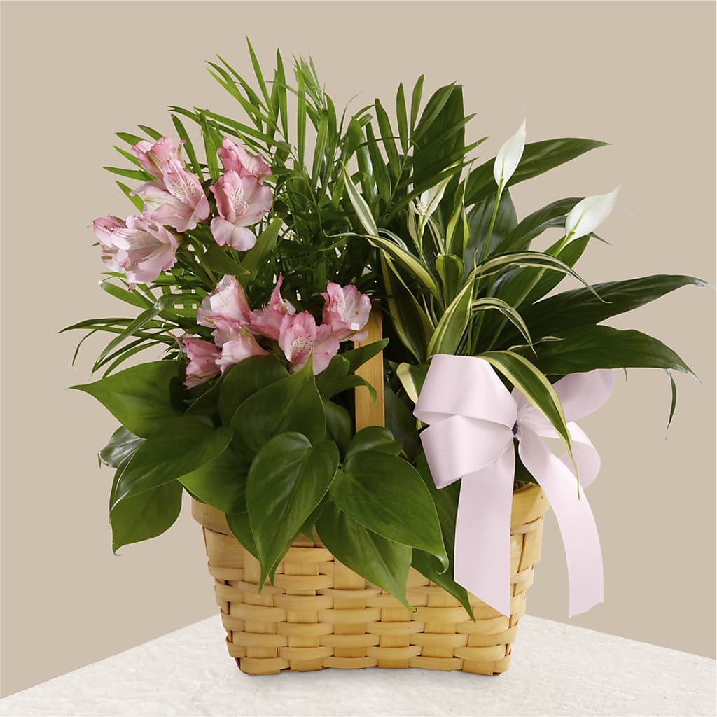 Living Spirit Dishgarden – Woodbury Flowers, Woodbury GA