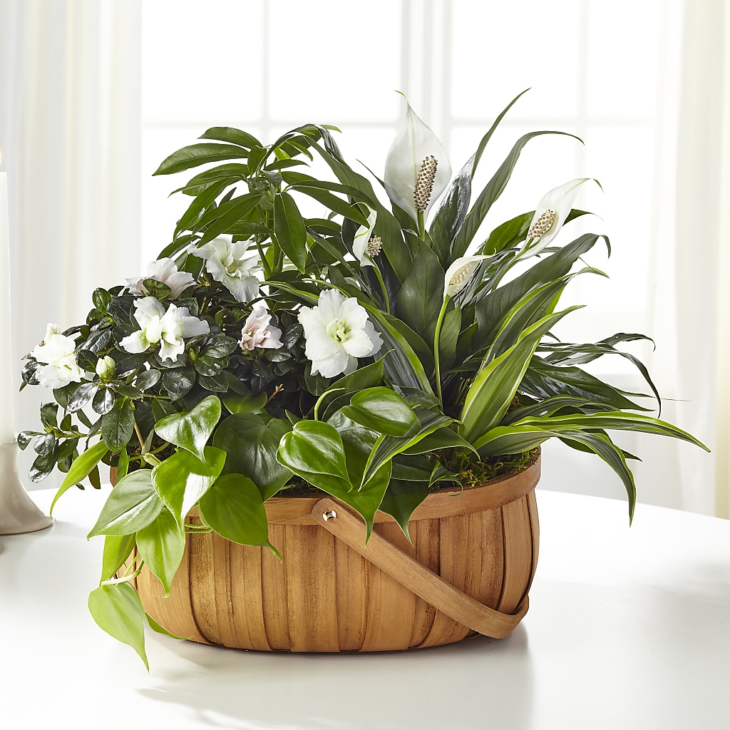 Serene Dishgarden – Woodbury Flowers, Woodbury GA