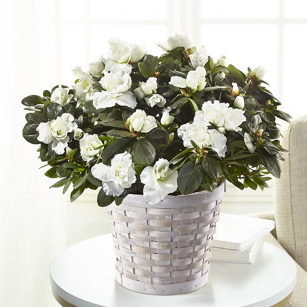 White Azalea Plant – Woodbury Flowers, Woodbury GA