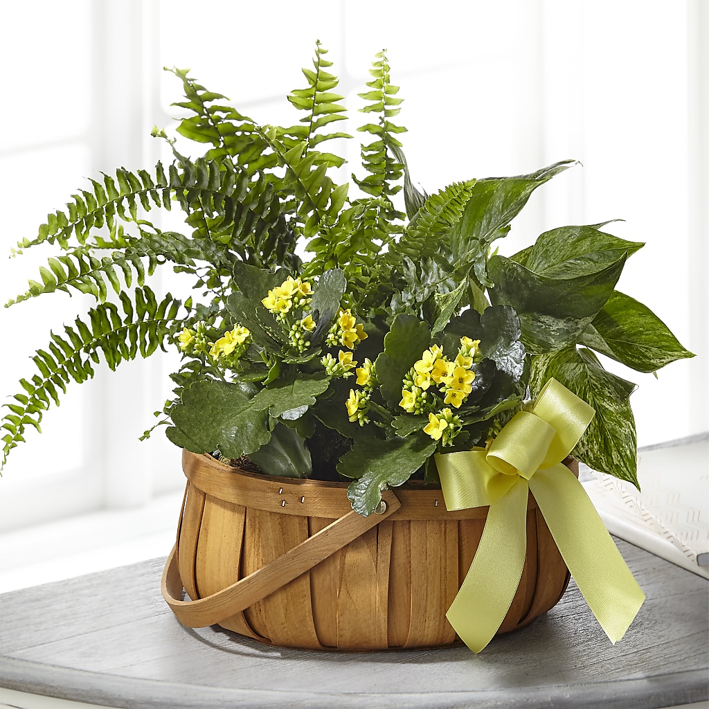 Always Dear Dishgarden – Woodbury Flowers, Woodbury GA