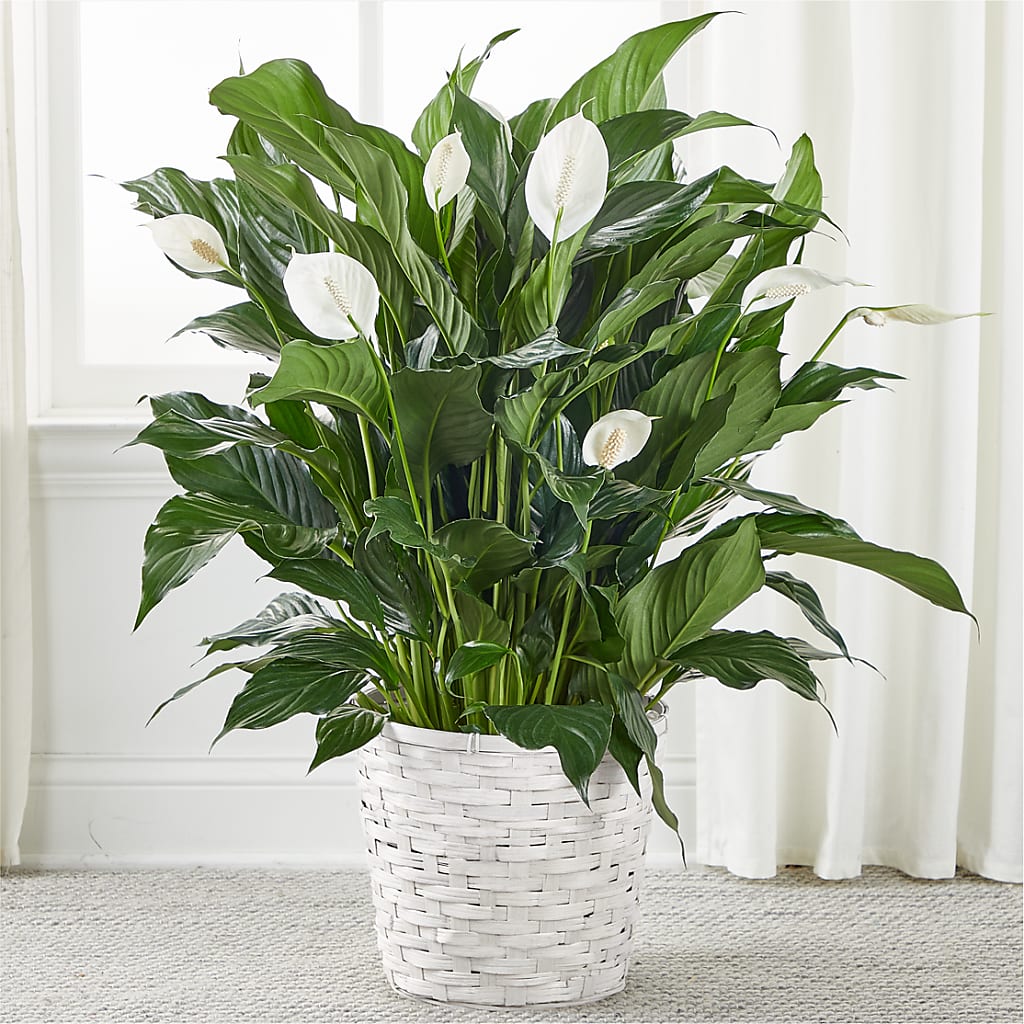 A New Leaf Peace Lily – Woodbury Flowers, Woodbury GA