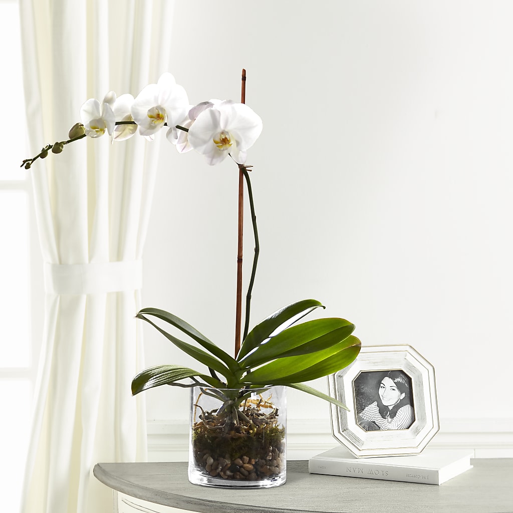 White Orchid Planter – Woodbury Flowers, Woodbury GA