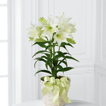 Easter Lily Plant –  Woodbury Flowers, Woodbury GA