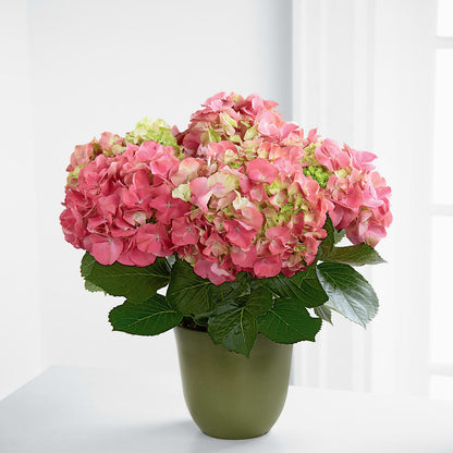 Pink Hydrangea Planter –  Woodbury Flowers, Woodbury GA