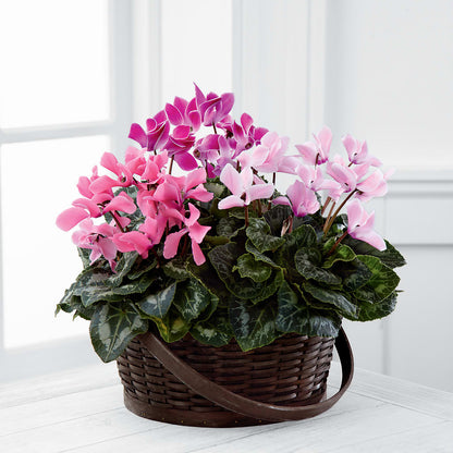 Mixed Cyclamen Planter –  Woodbury Flowers, Woodbury GA