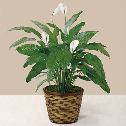 Tranquil Moments Peace Lily Plant –  Woodbury Flowers, Woodbury GA