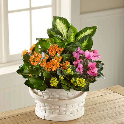 Color Crush Dishgarden –  Woodbury Flowers, Woodbury GA