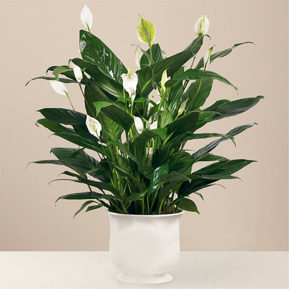 Comfort Planter –  Woodbury Flowers, Woodbury GA