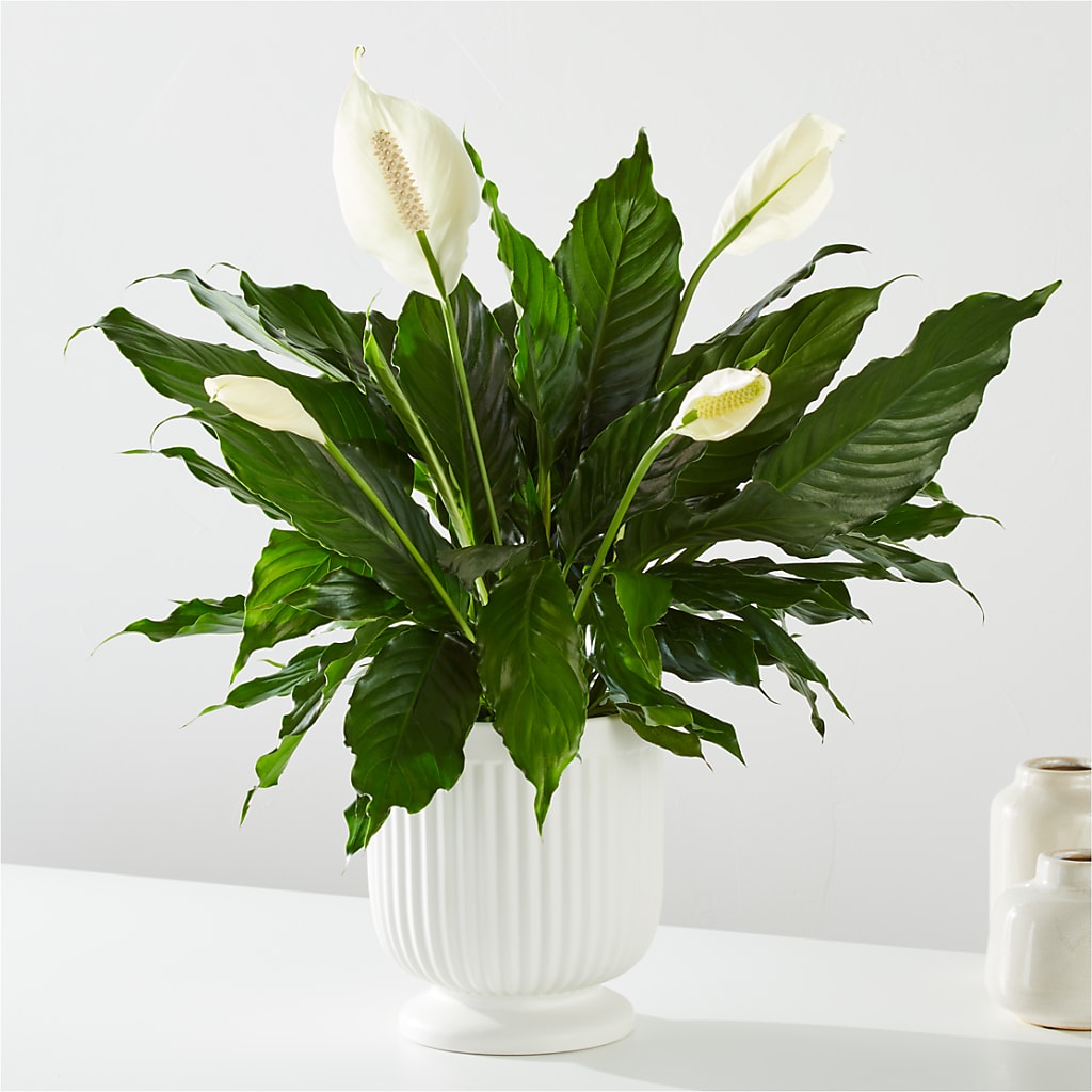 Comfort Planter –  Woodbury Flowers, Woodbury GA