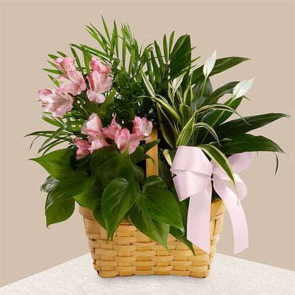 Living Spirit Dishgarden –  Woodbury Flowers, Woodbury GA