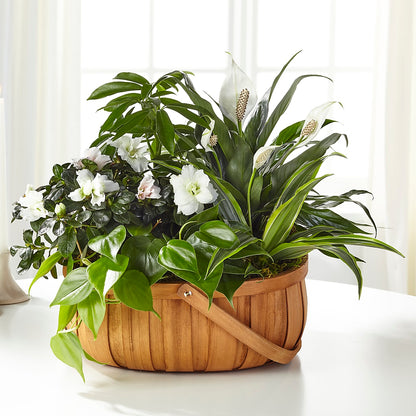 Serene Dishgarden –  Woodbury Flowers, Woodbury GA