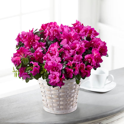 Hope & Serenity Azalea Plant –  Woodbury Flowers, Woodbury GA