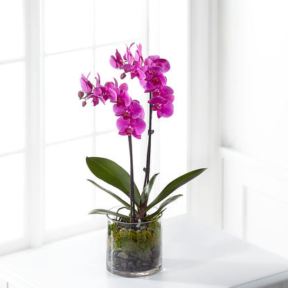 Pink Orchid Plant –  Woodbury Flowers, Woodbury GA