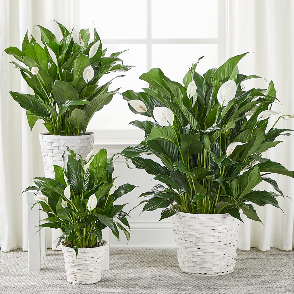 A New Leaf Peace Lily –  Woodbury Flowers, Woodbury GA