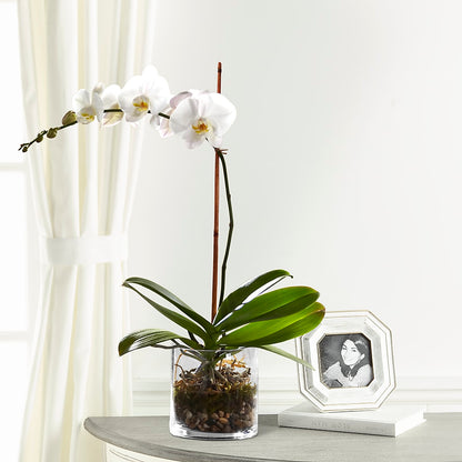 White Orchid Planter –  Woodbury Flowers, Woodbury GA